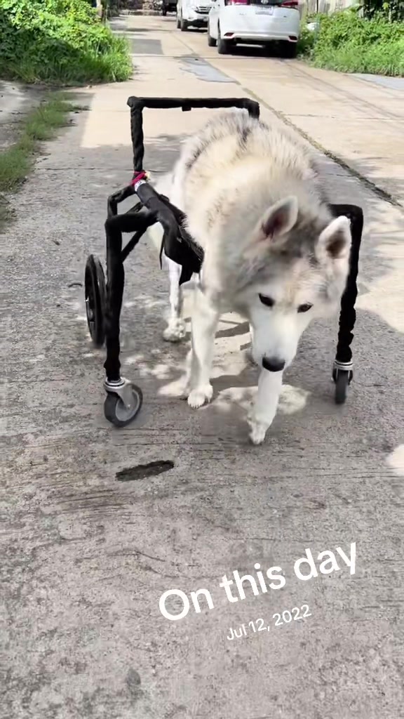 @Hachi Family 🐶🐕🦊