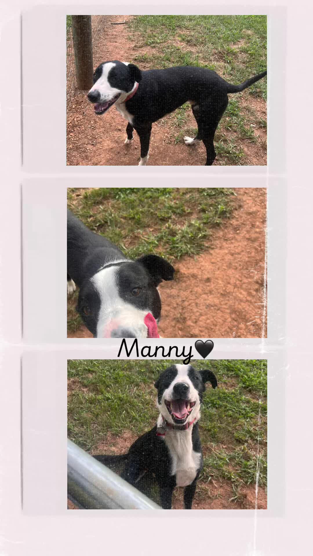 @Angie@k9kennels🐾