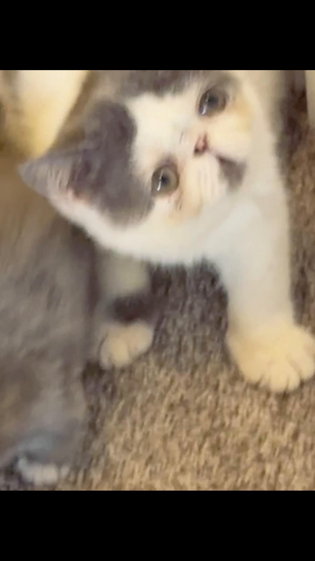@PersianKitten