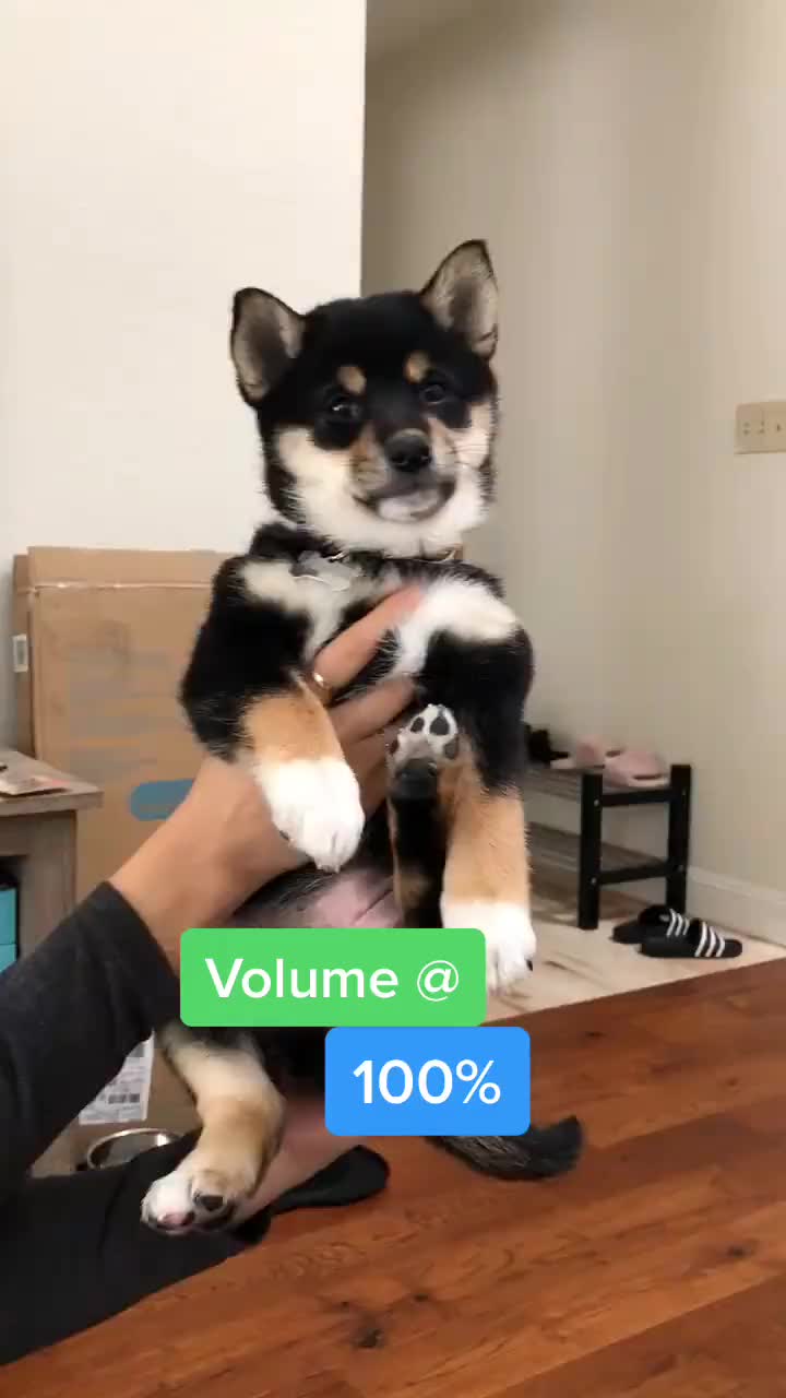 @Zoe the Shiba Inu