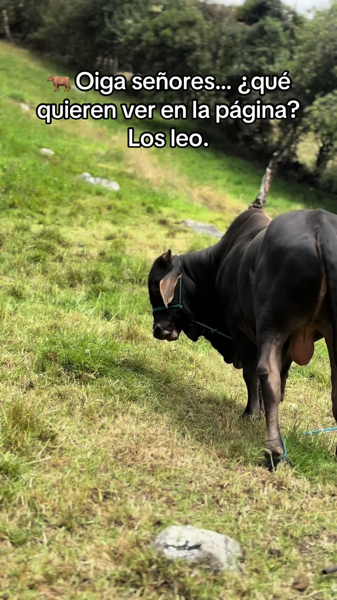 @MiGanado-Boyacá