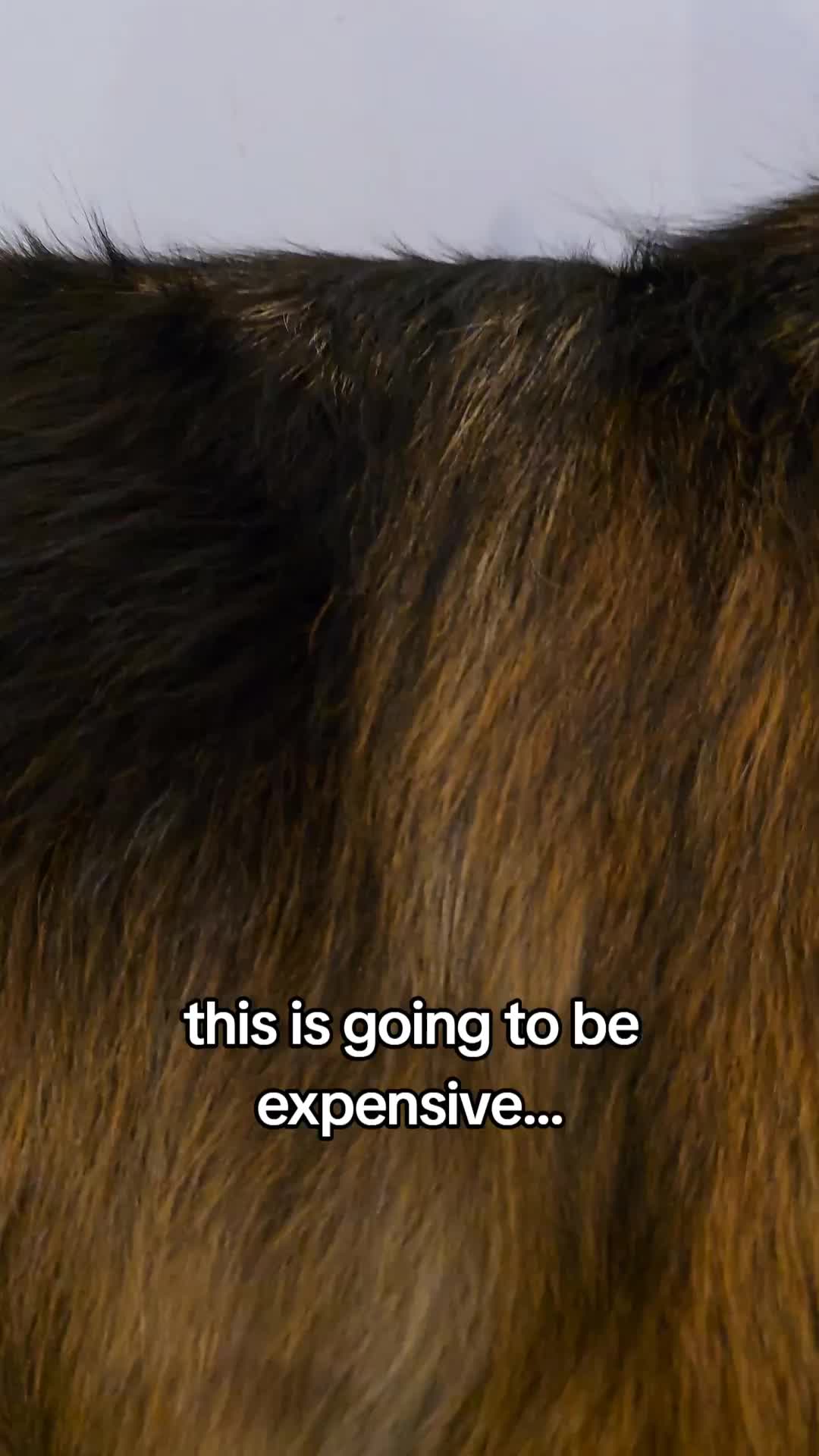 @Phoenix and Rex