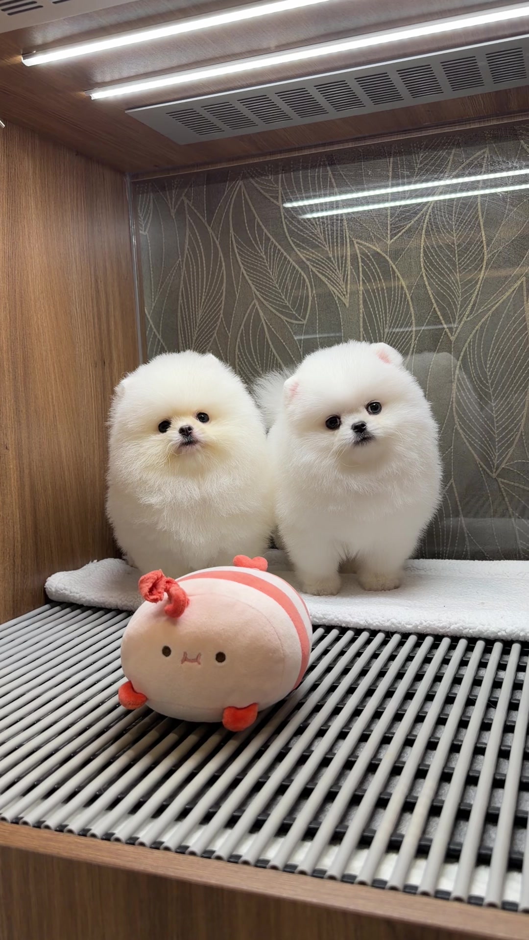 @JC Dog Republic