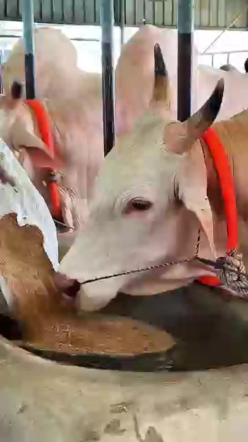 @গরুর ঘর🐄