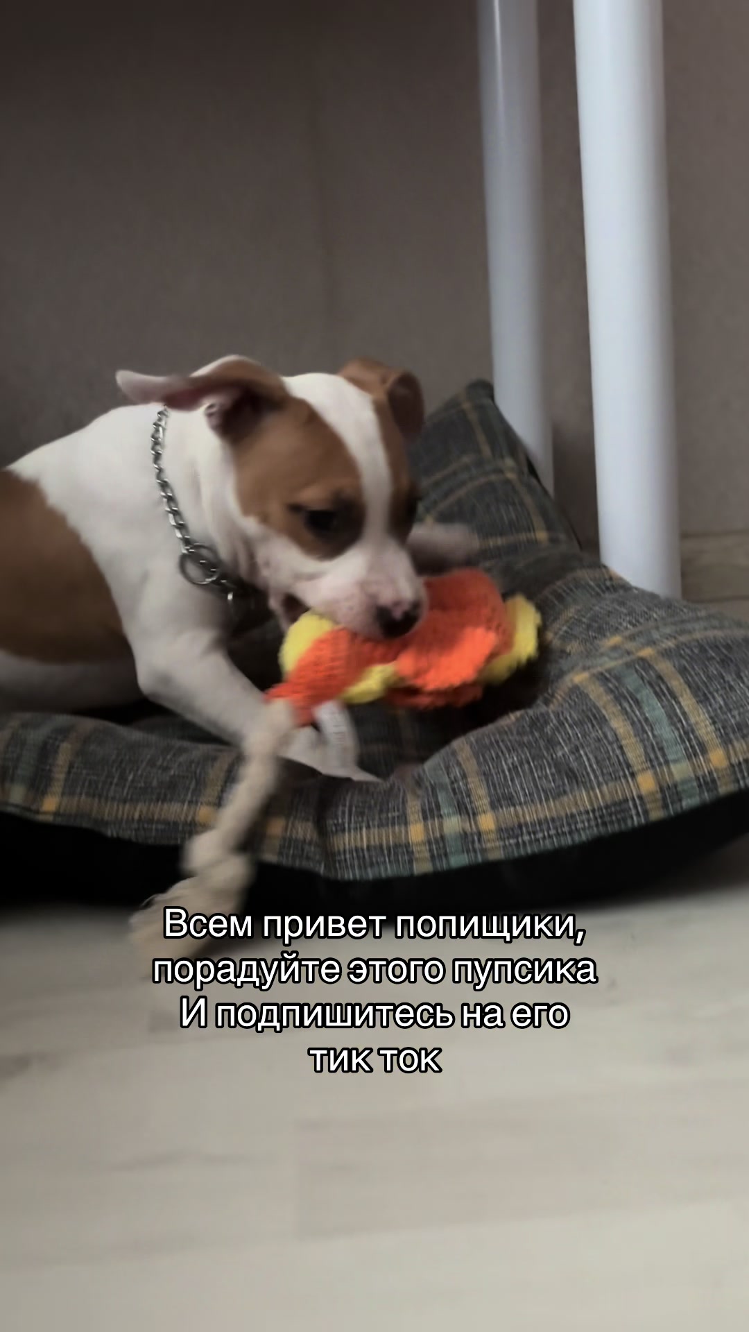 @Альтушку назад верните