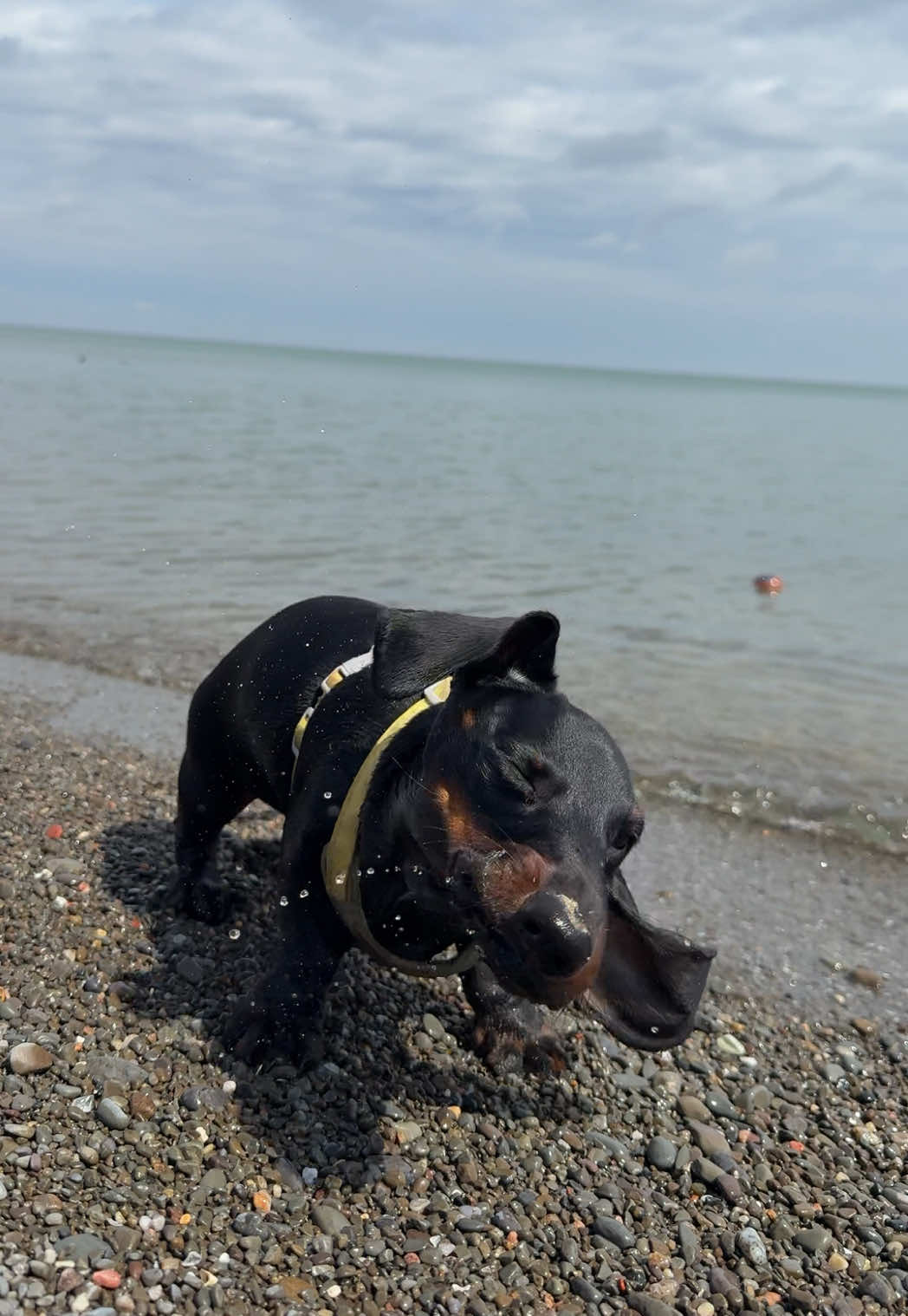 @olive the mini dachshund