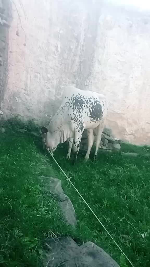 @Ali Khan