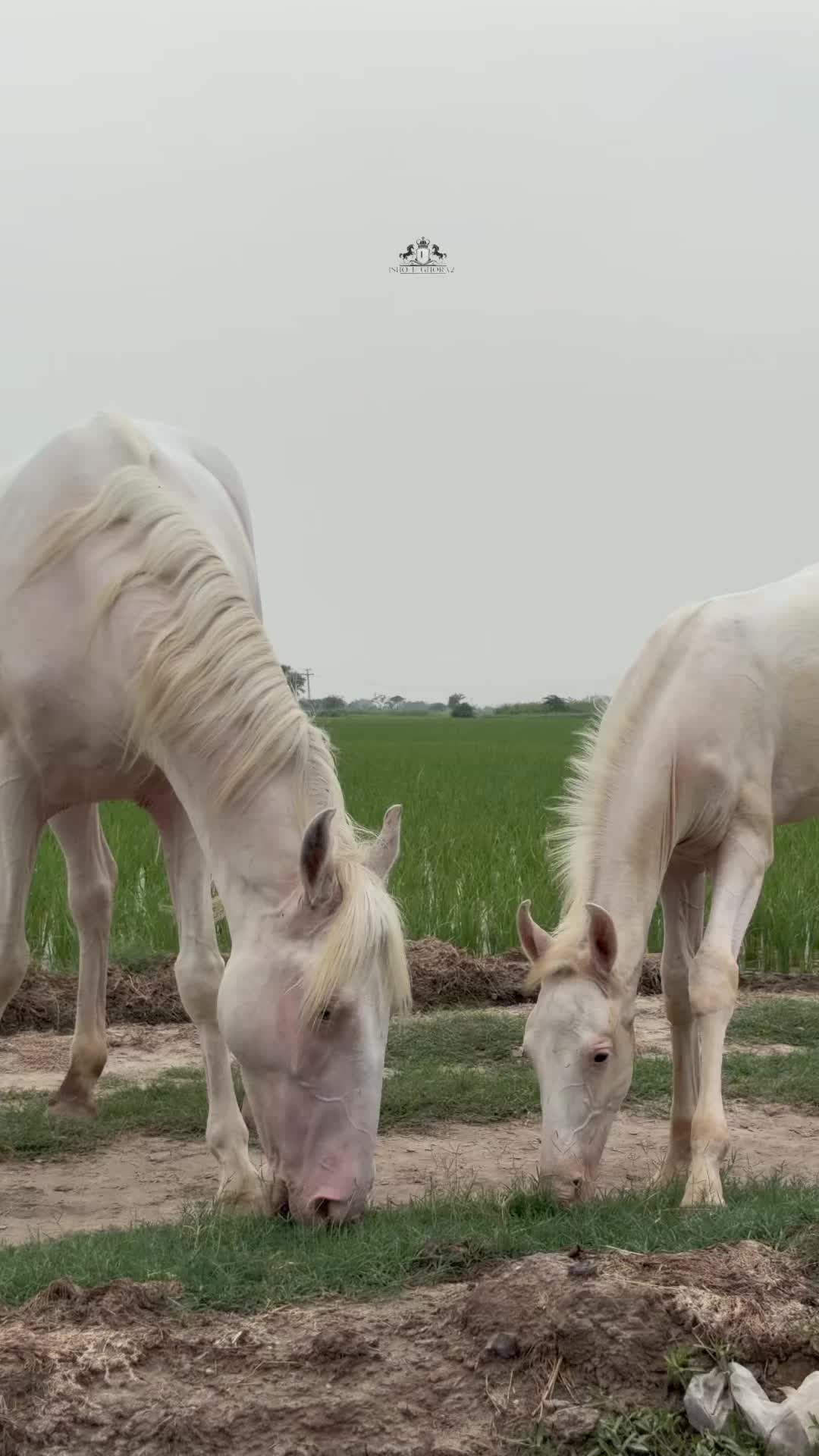 @Ishq_e_ghora 🐎