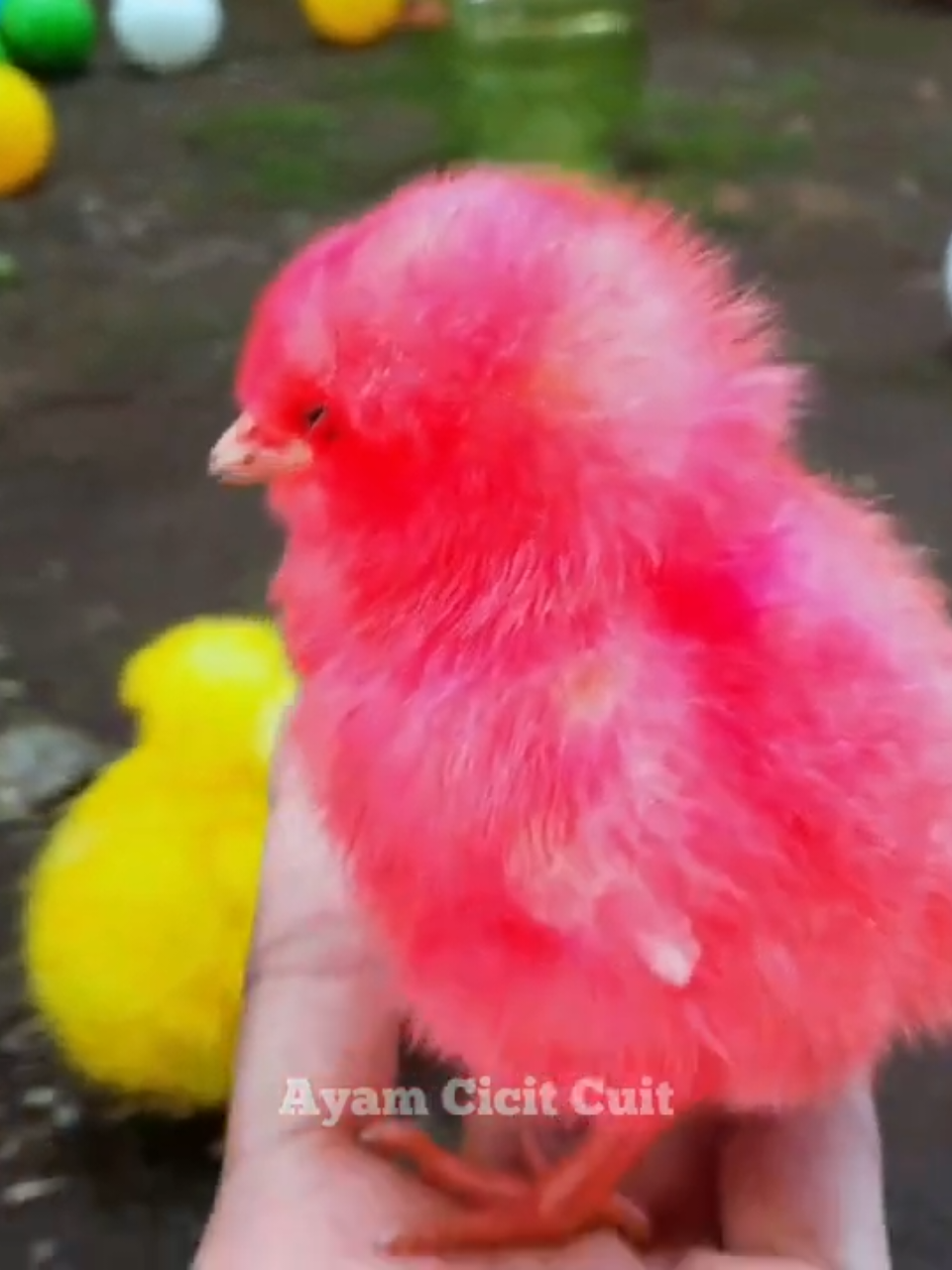 @Ayam Cicit Cuit