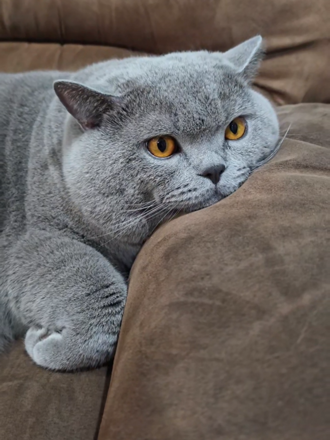 @Chonky World Of Cats