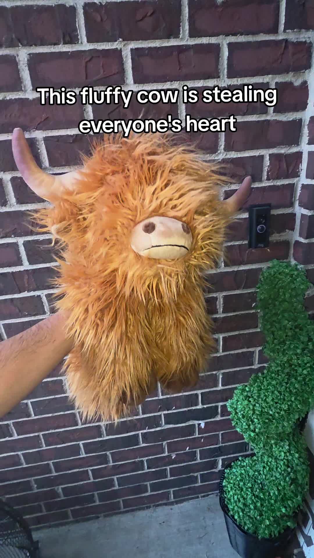 @NinjaRacoony