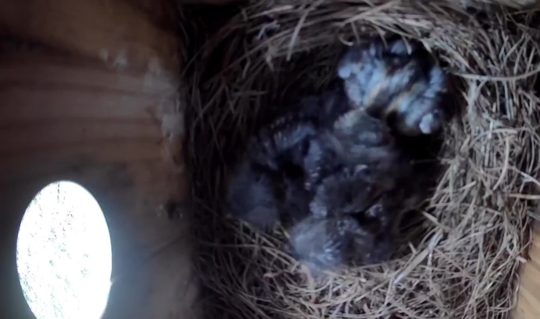 @BirderInaBronco