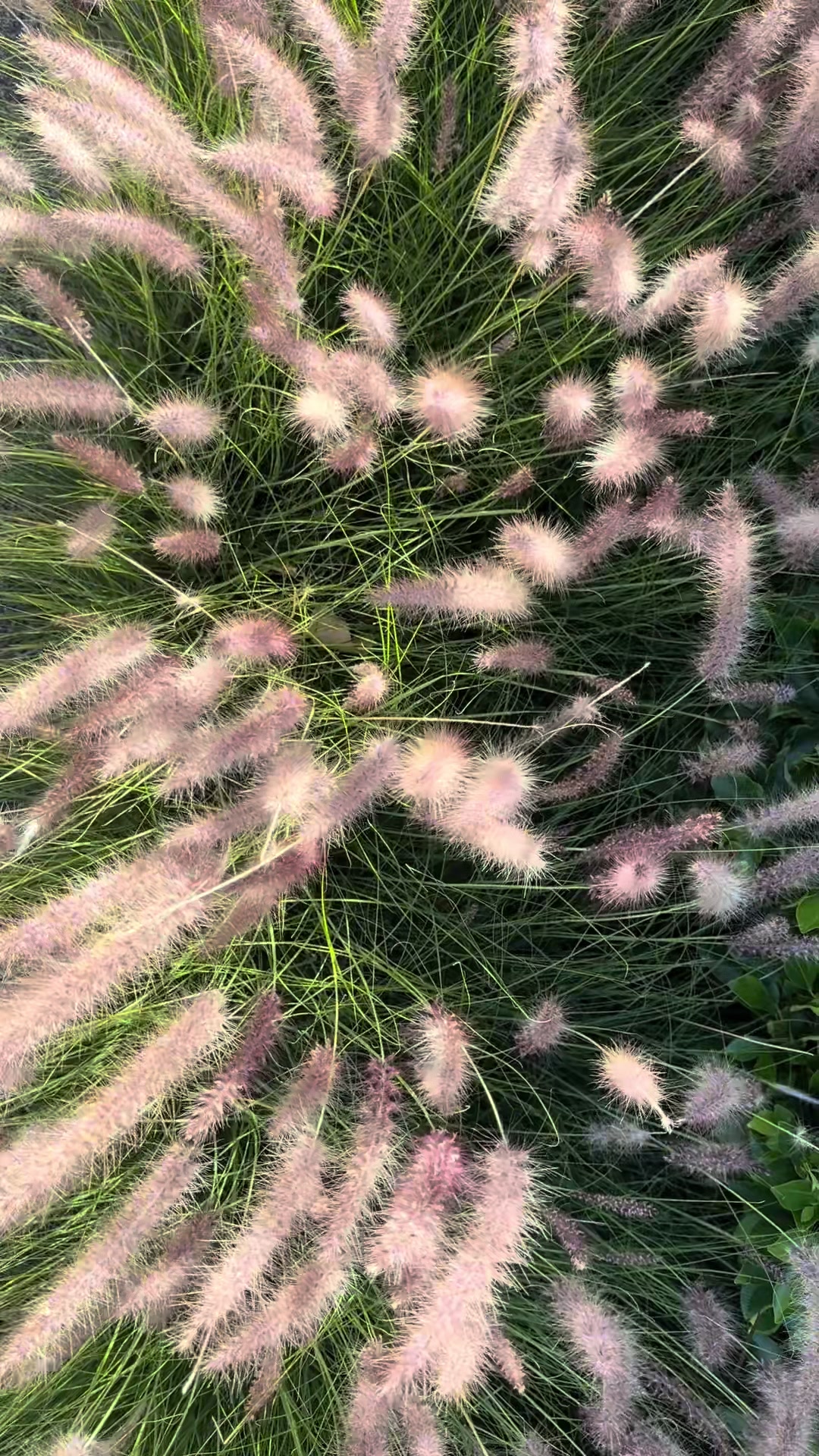 @¸.·✩¯⍣✩ 𝓈𝓎𝒹𝓃𝑒𝓎 ✩⍣¯·.¸✩