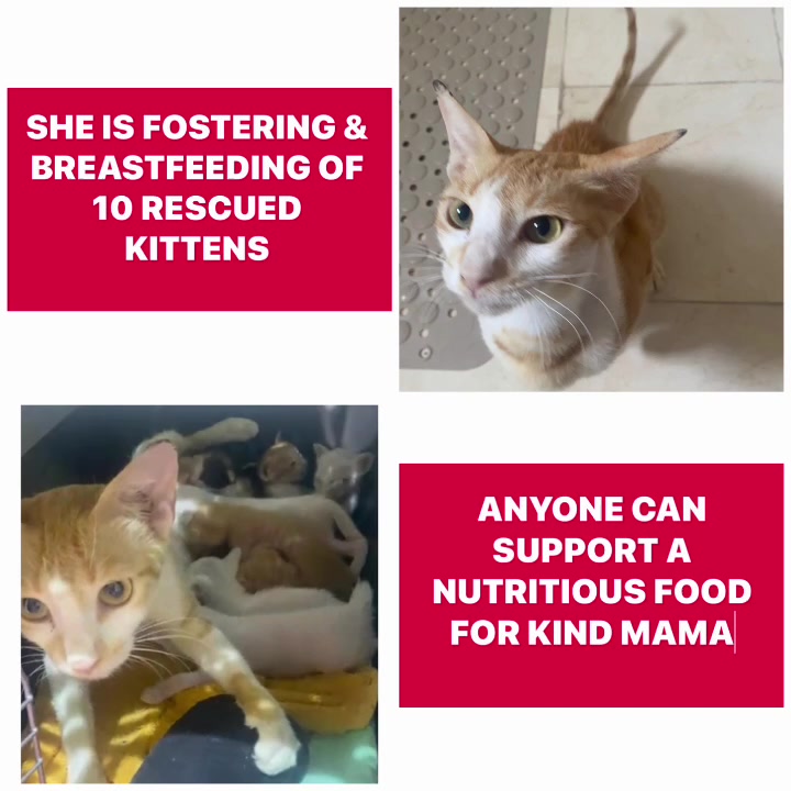 @StrayCatsAngel