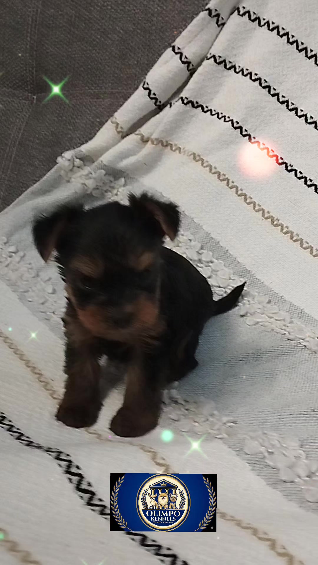 @olimpokennels