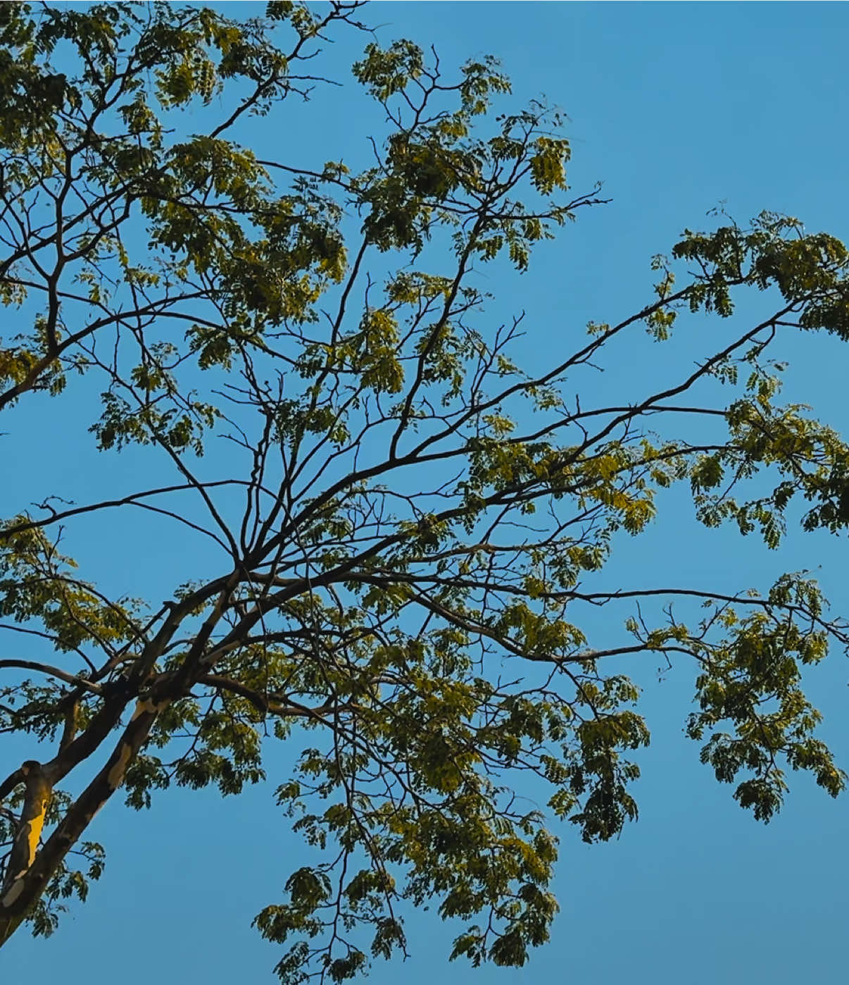 @প্রকৃতি 🍃