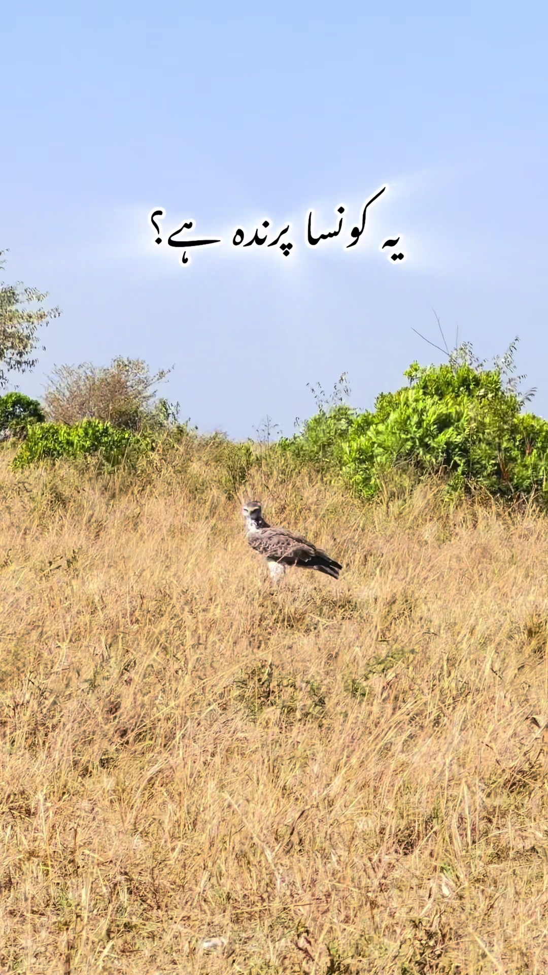 @Ch__Usama_Dhillon