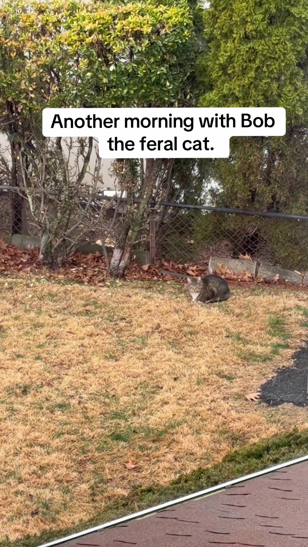 @sam_saves_cats