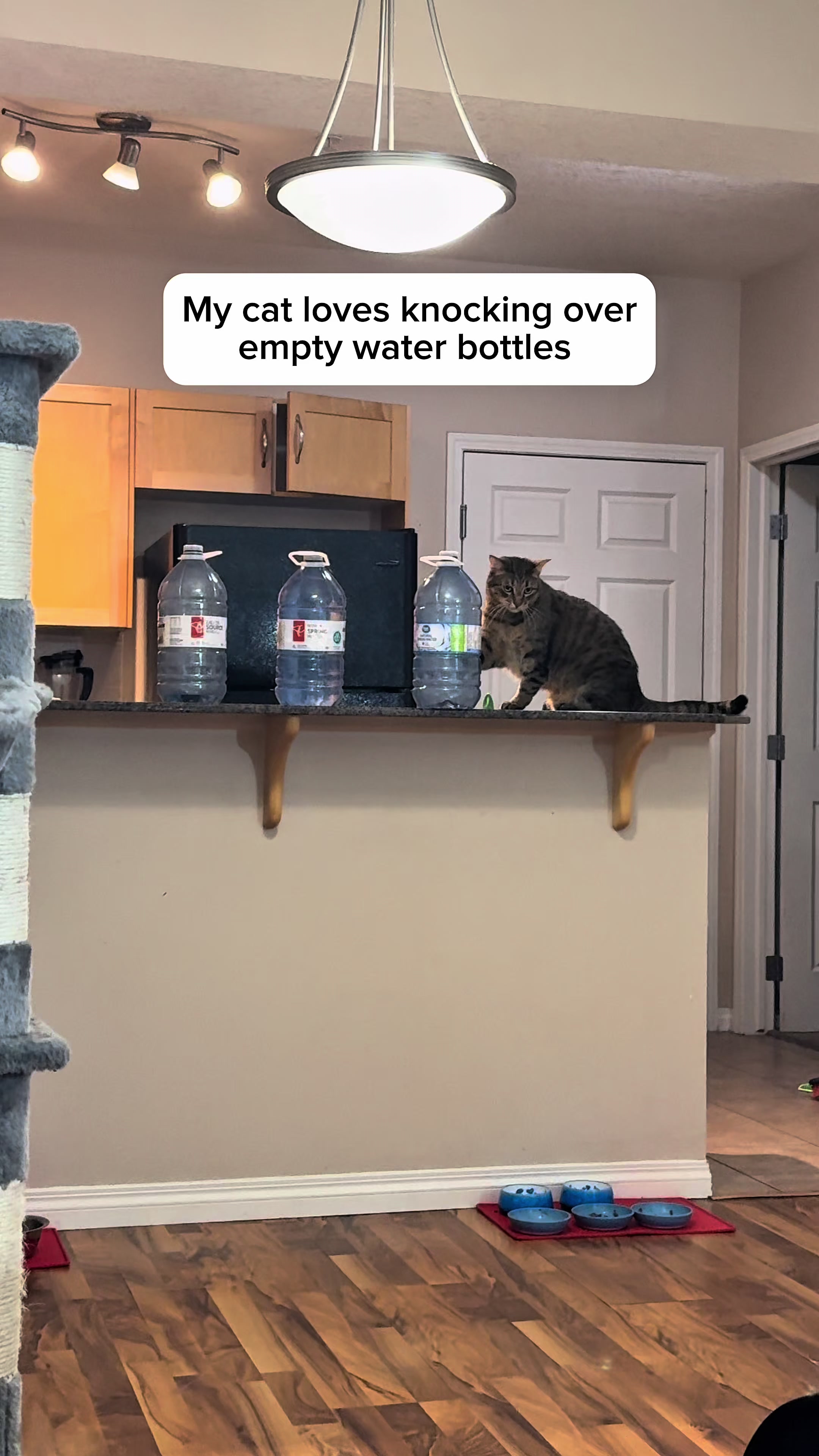 @Three Nawty Cats