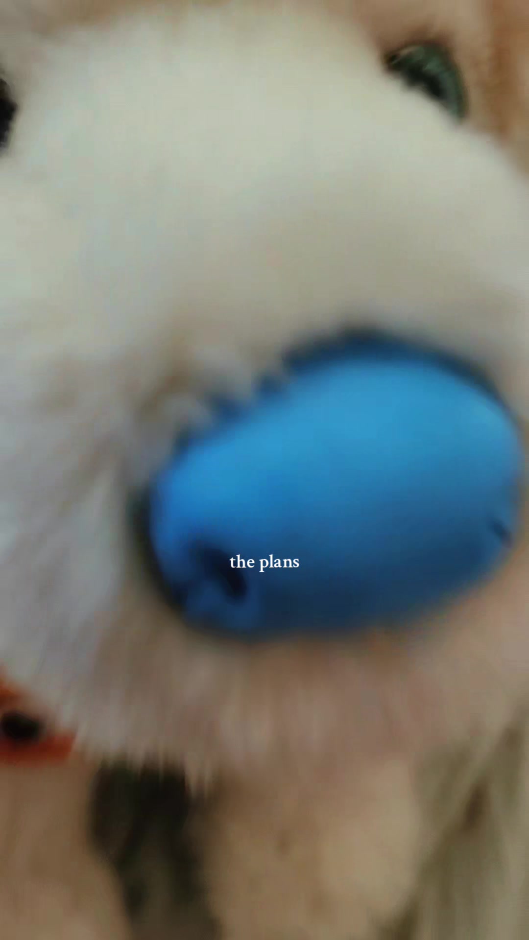@๐ป Autistix Shiba ๐ณ๏ธ๐