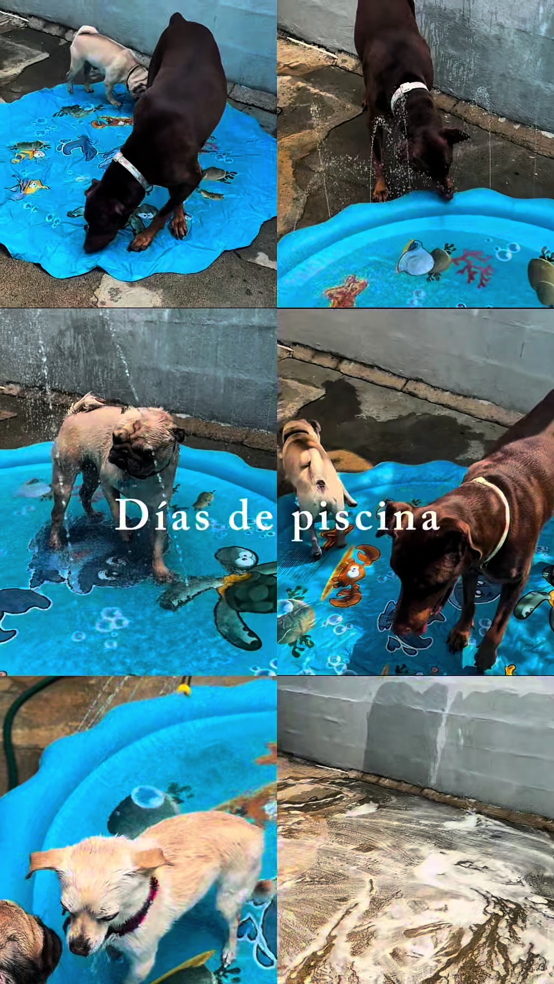 @Spaws