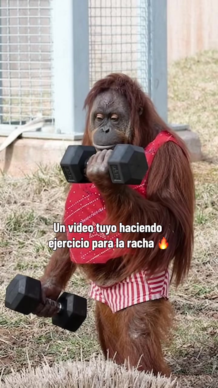@RabPesito 🔥