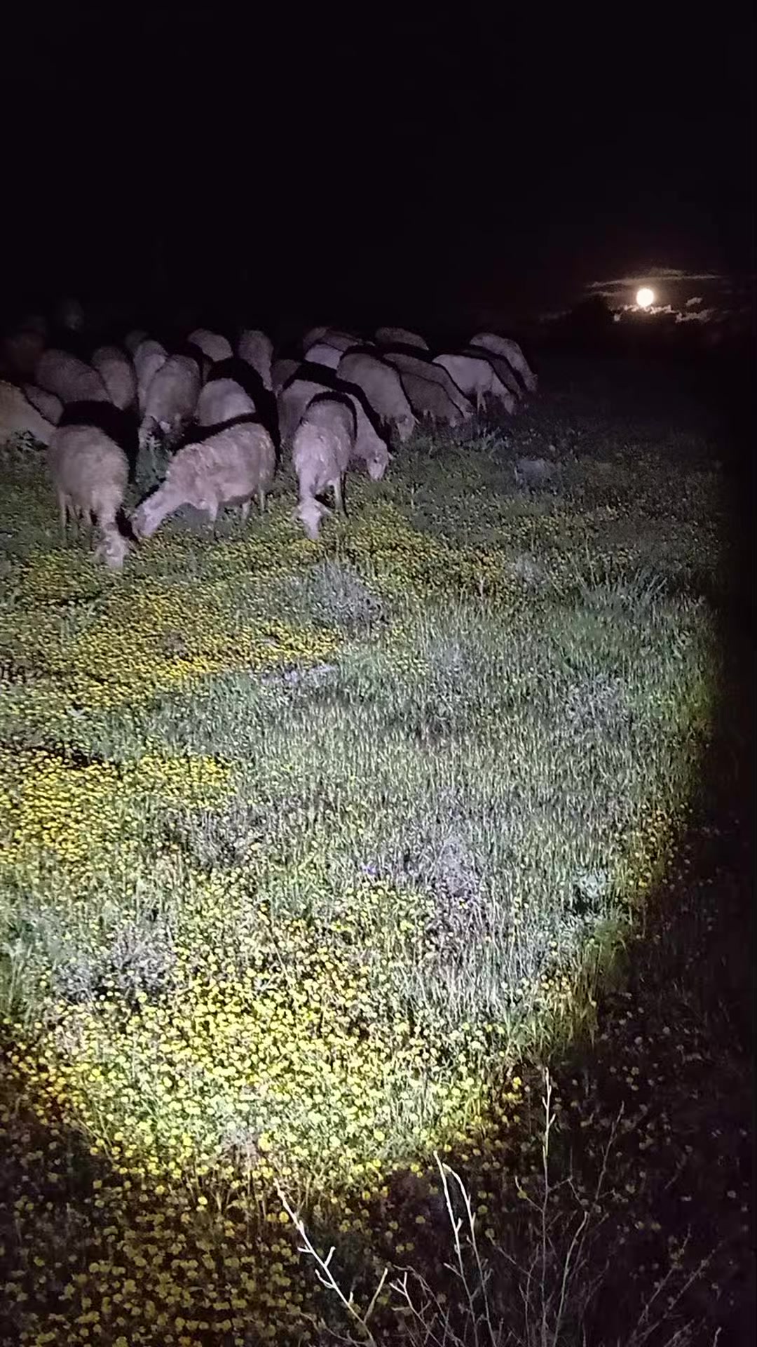 @Furkan STLMŞ 03