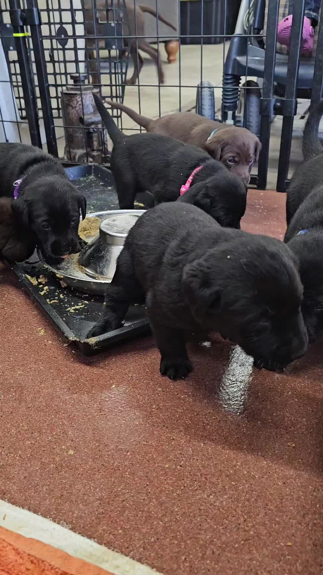 @Lindley Labradors