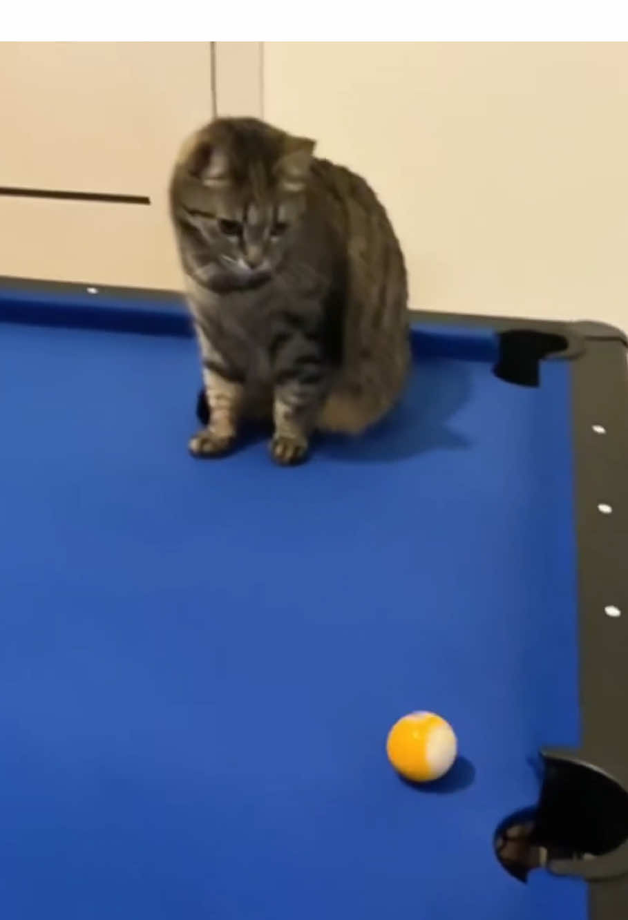 @Kitty