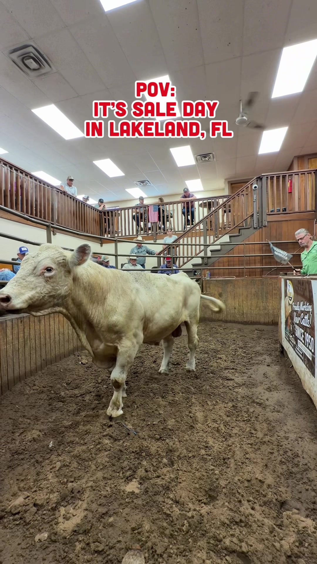 @Cattlemen’s Livestock Market