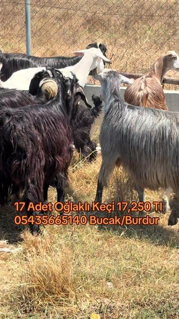 @gokhan_sngl