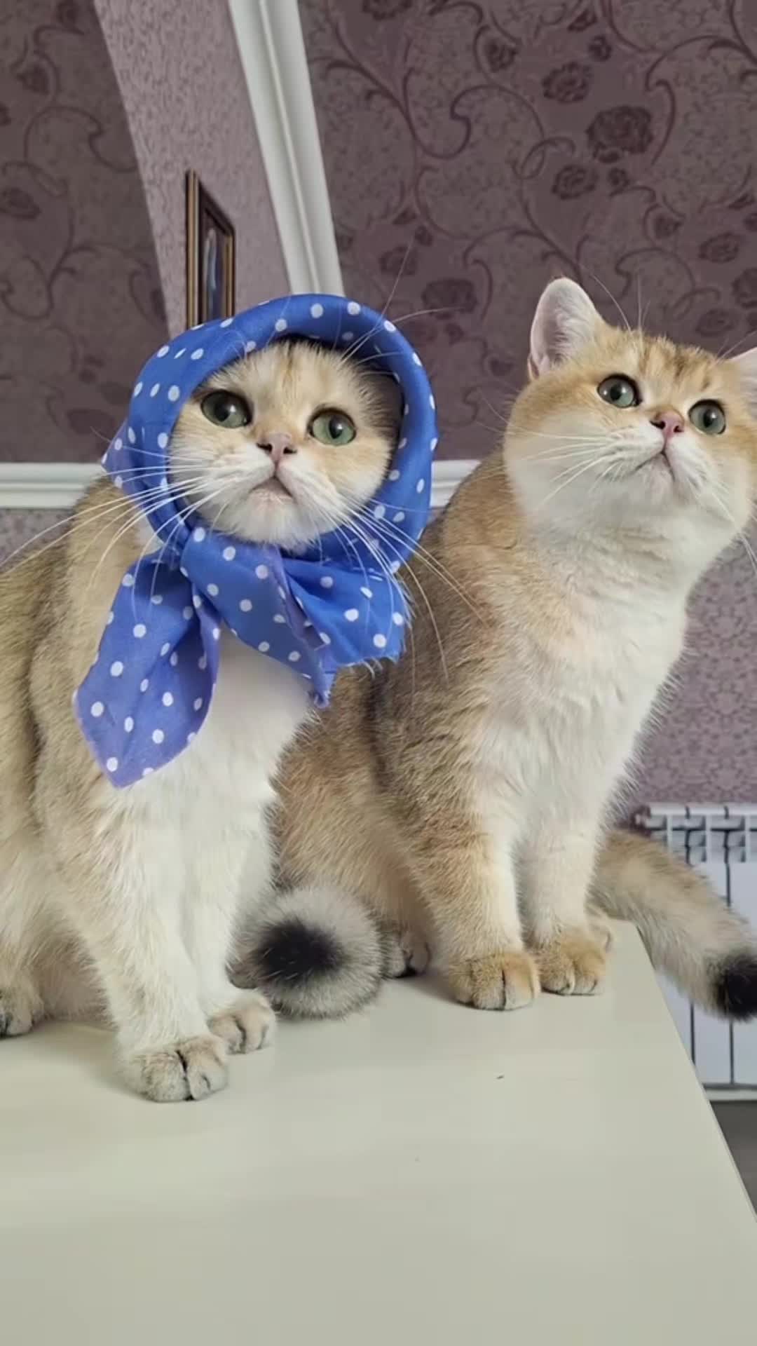 @Zoo_JASMİN🦂🥰