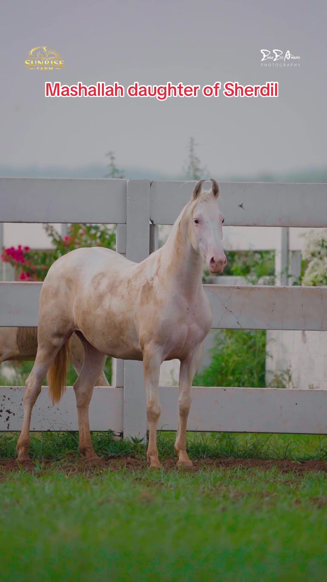 @SUNRISE STUD FARMS RAWALPINDI