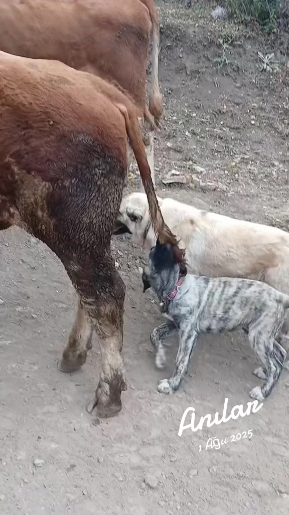 @KOYUNCUOĞLU HAYVANCILIK
