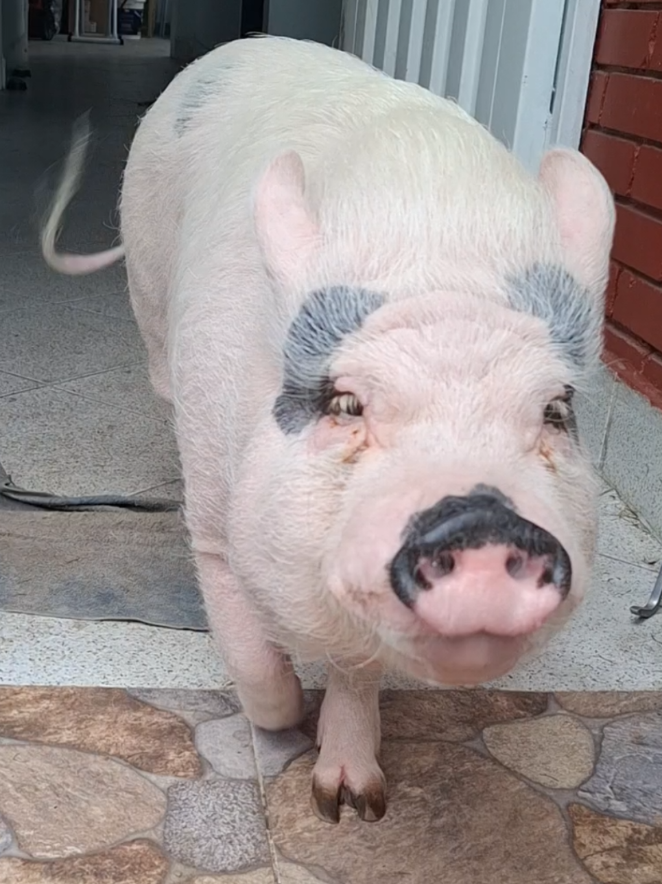 @🐷Ibi.pig🐷