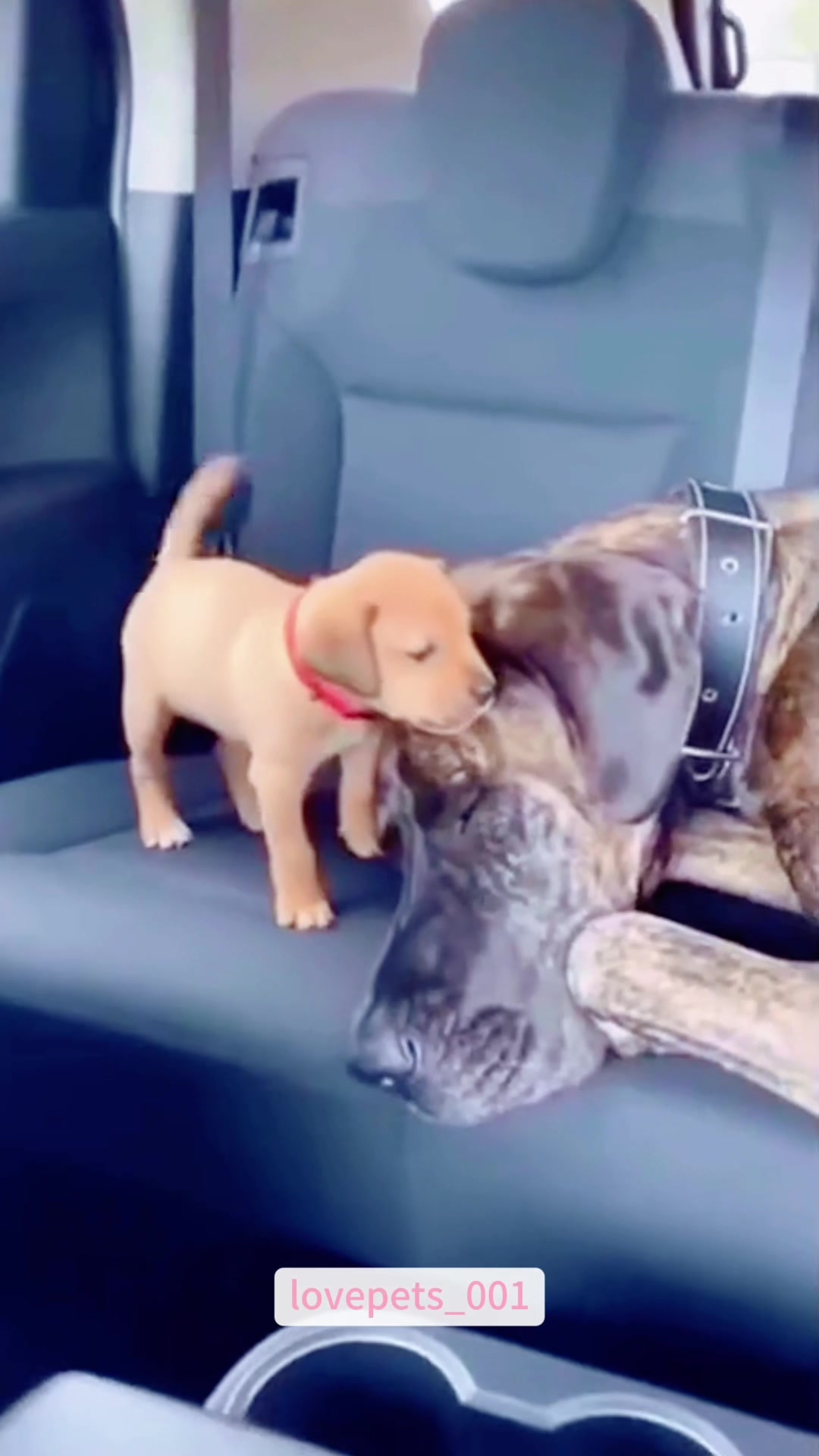 @lovepets_001