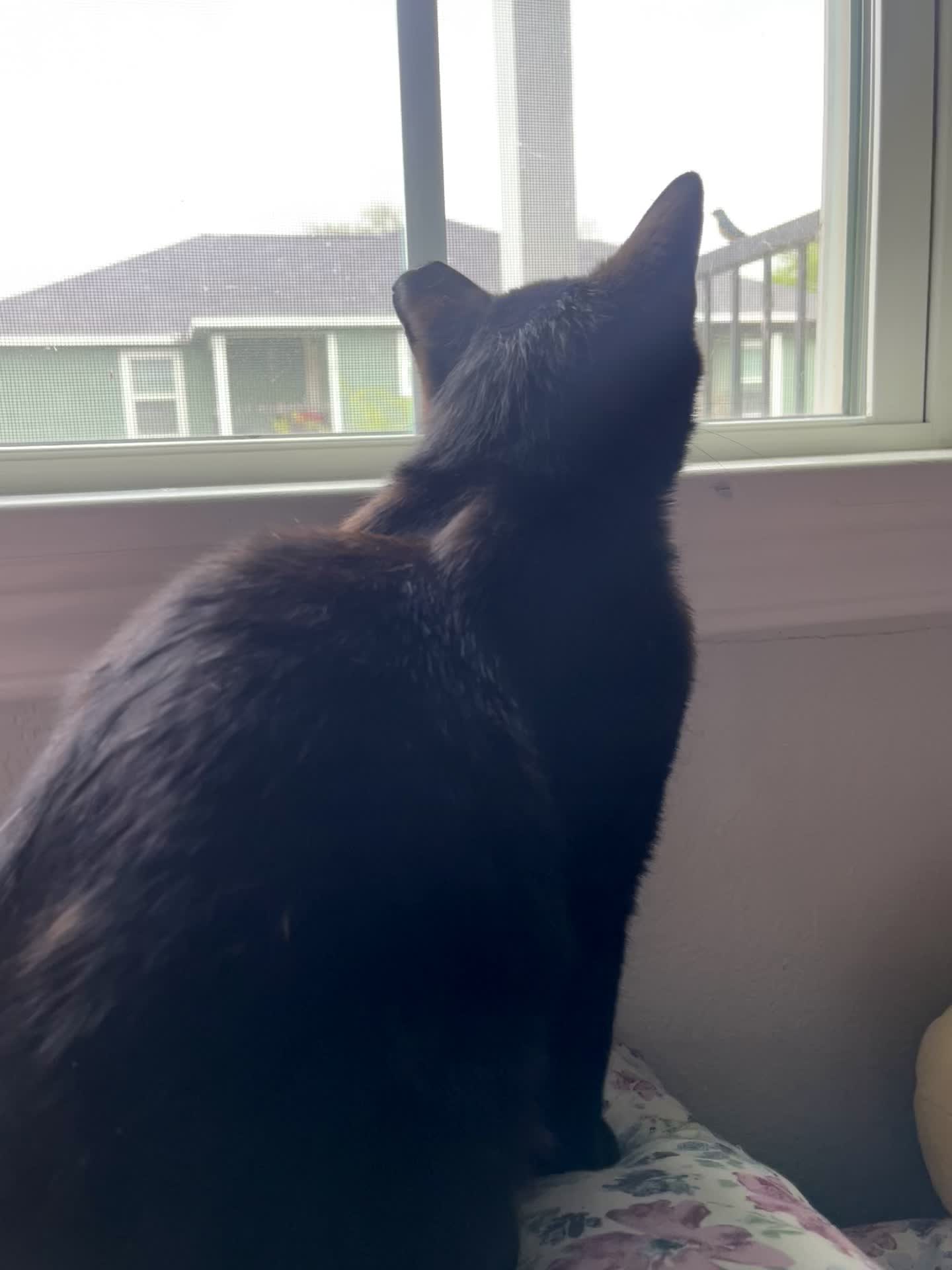 @dutch.vandercat