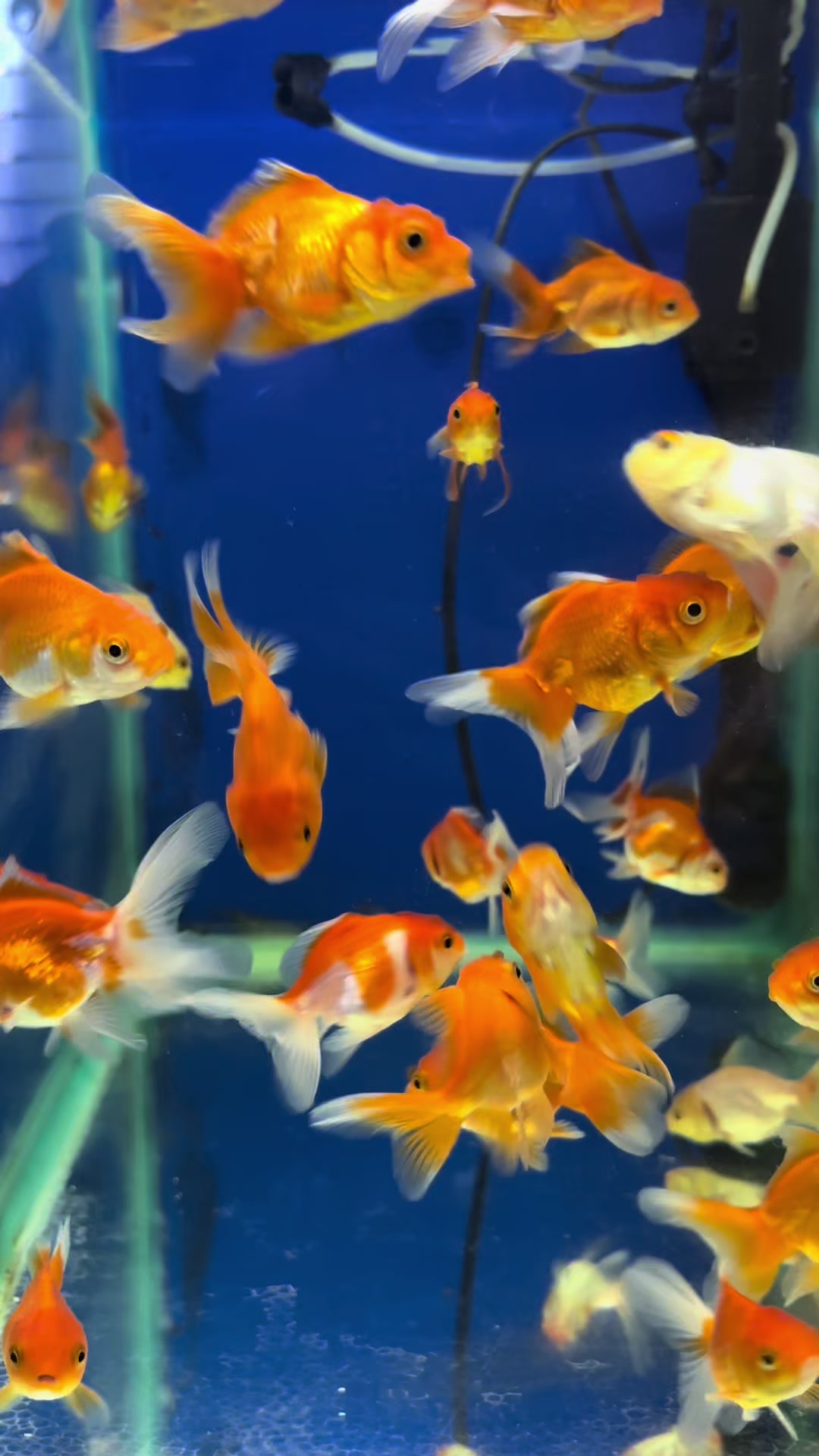 @Acuario Fish Lovers