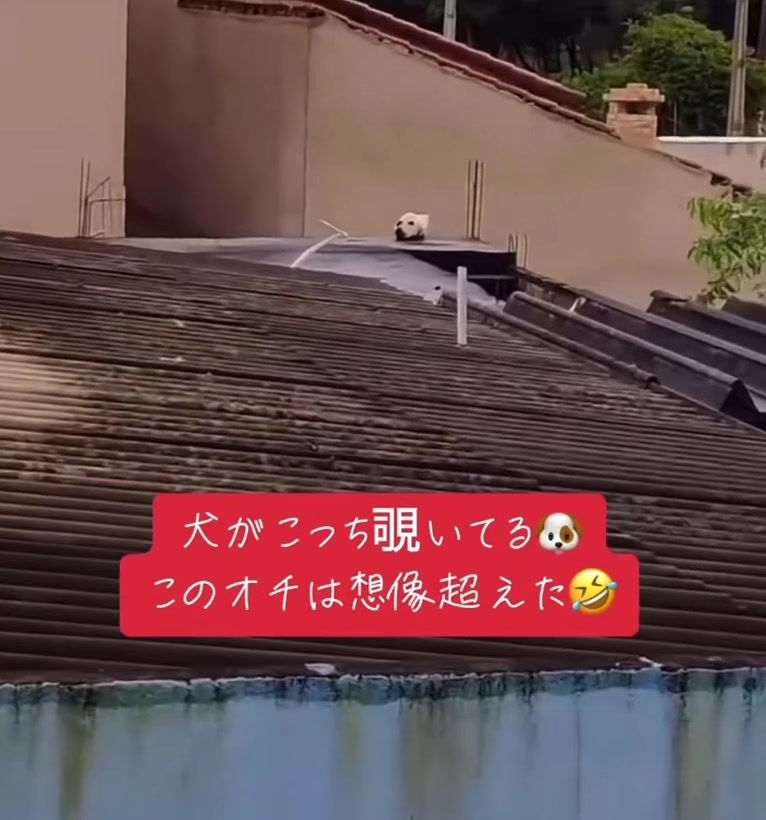 @ネコ師匠⛩️🐈