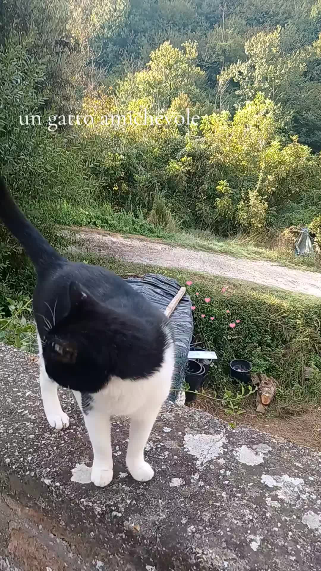 @amica dei gatti