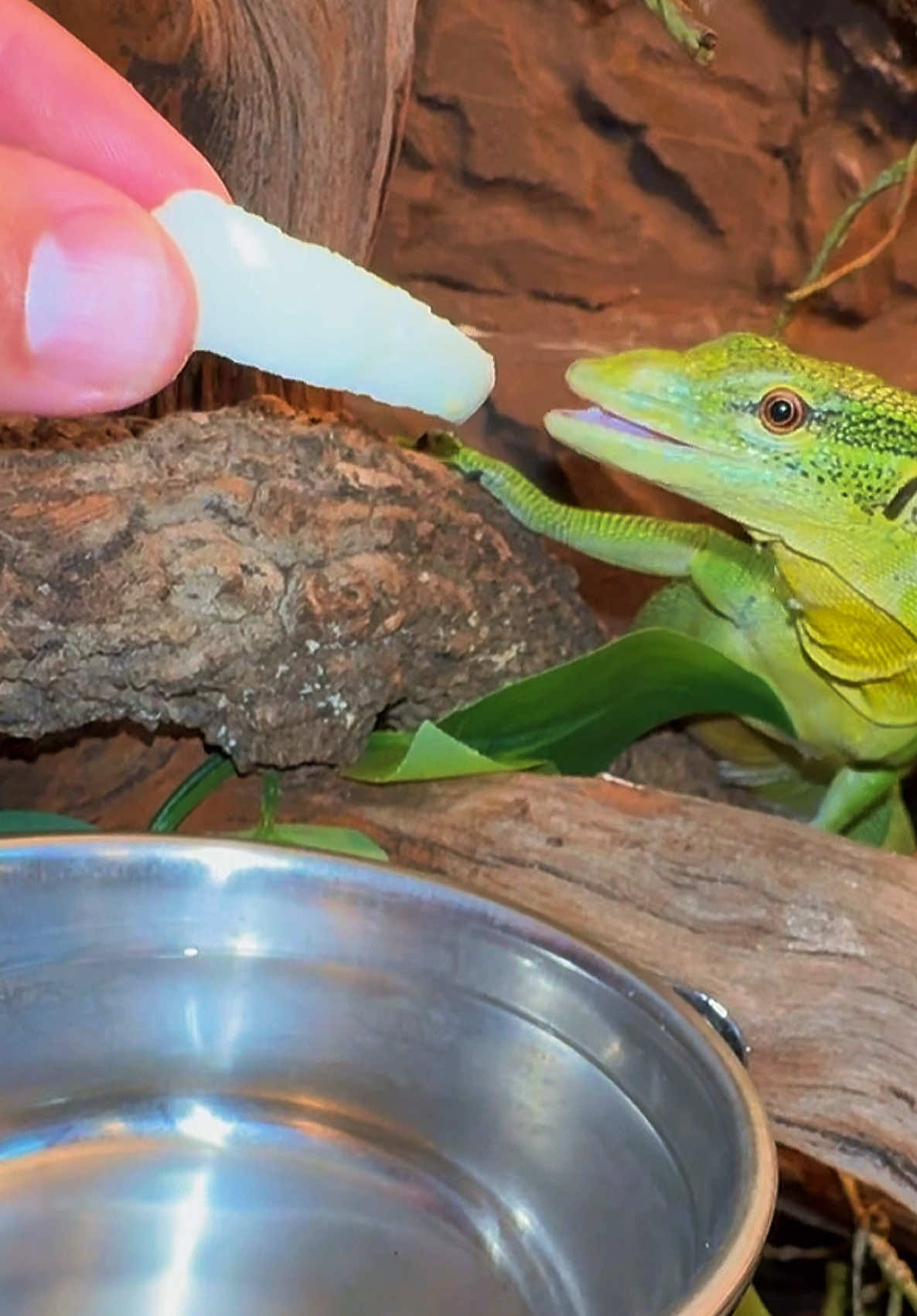 @Tommys_reptiles