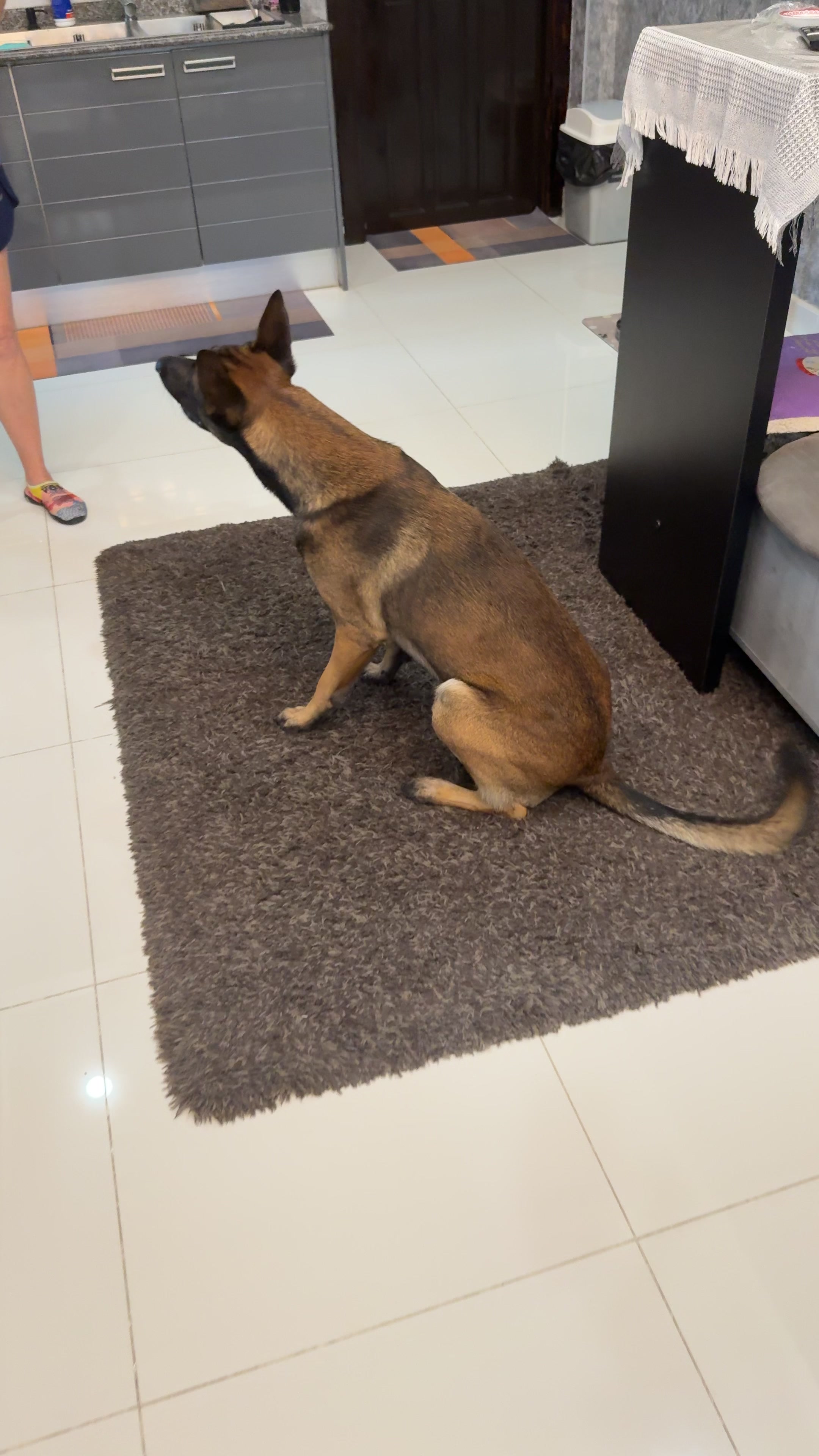 @doglifethailand