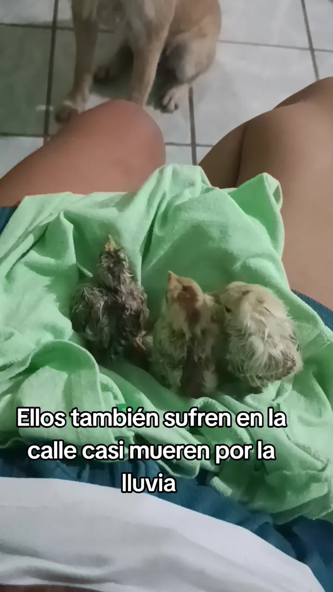 @ayudando perritos