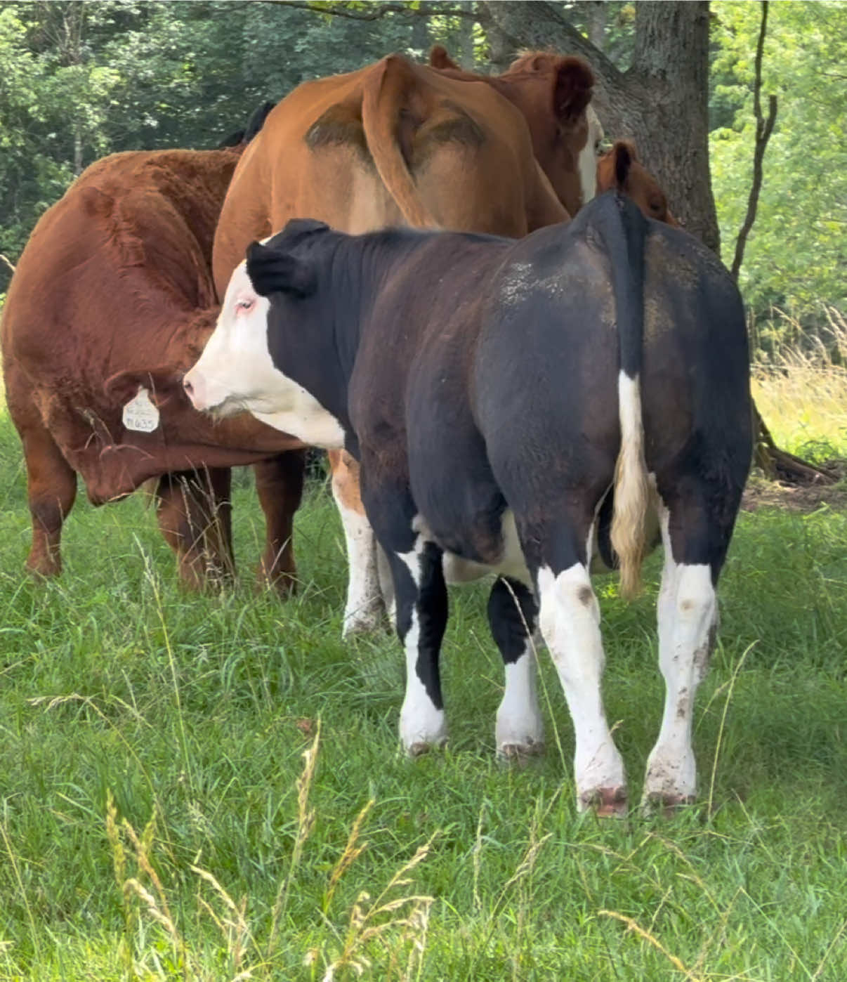 @Massey Land & Cattle