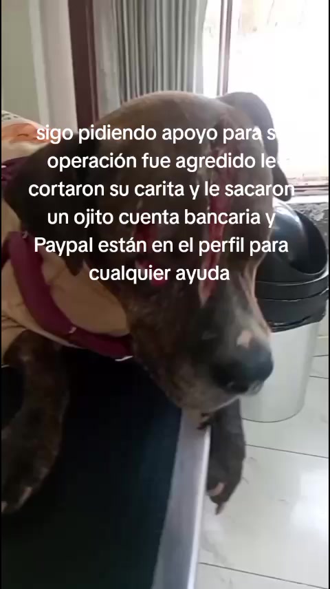@Rescateyrefugio2