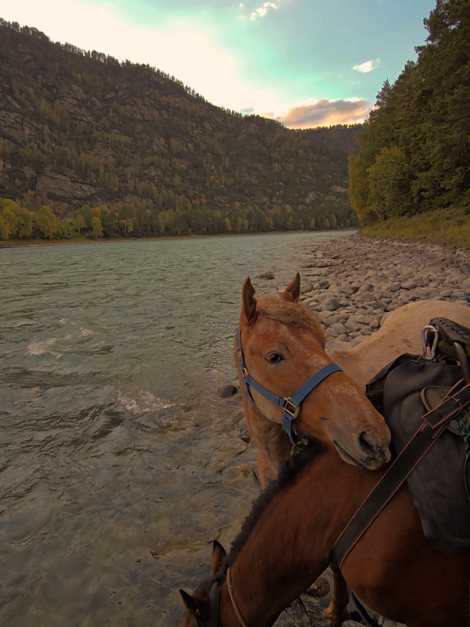 @tg: altaihorses