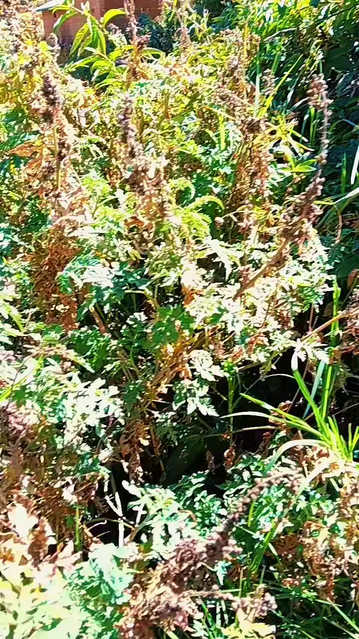@LauMarleM🇵🇪💚
