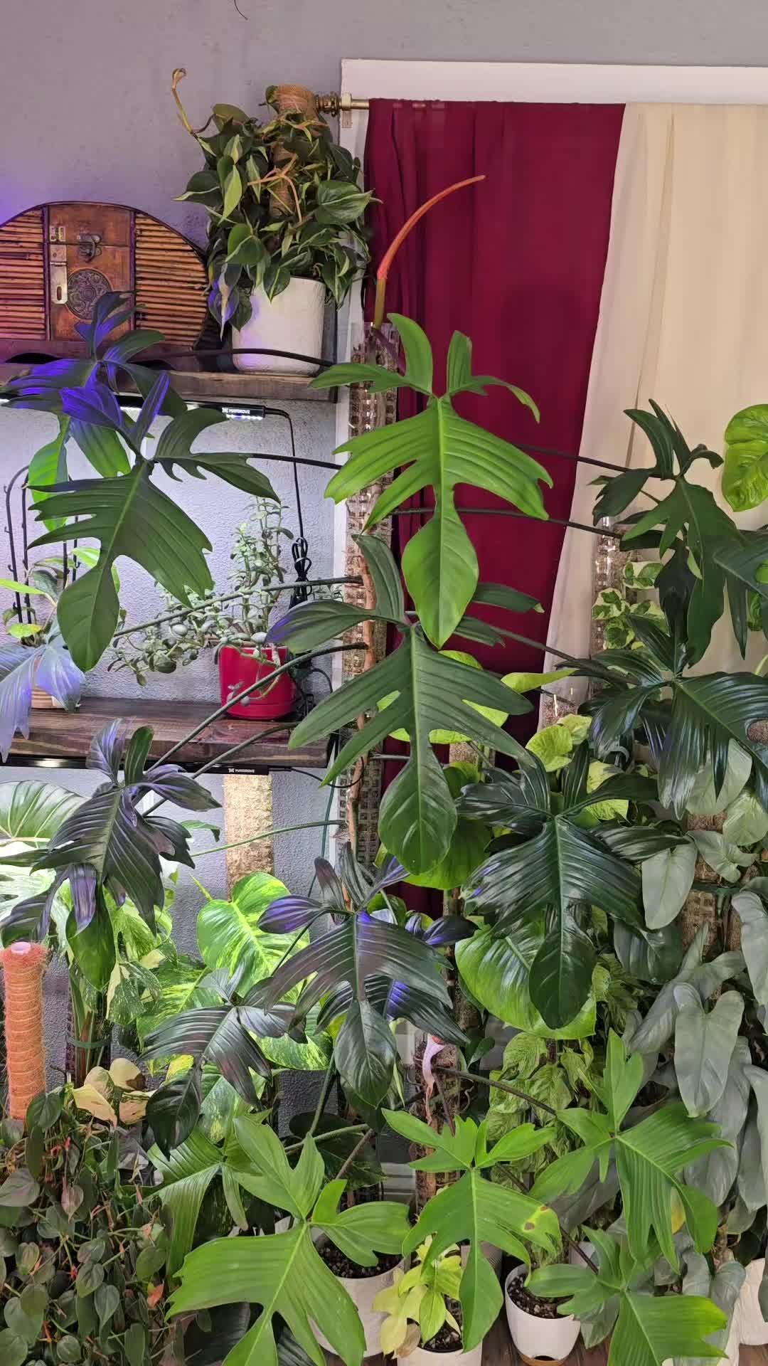 @JT - BigEGOPlants