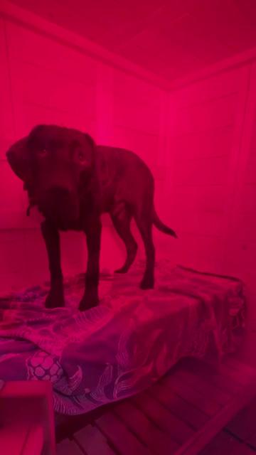 @TheadventuresofBronx&Boone