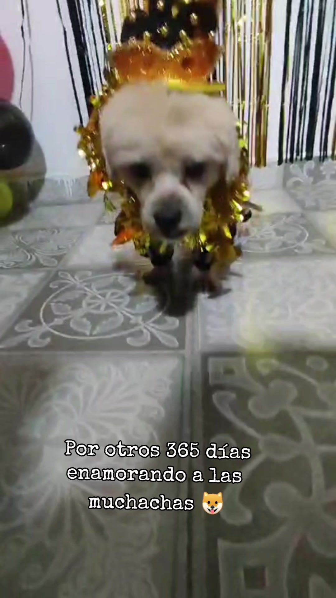 @paraqueveas👁️🐶